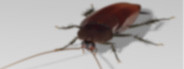 Cockroach VR